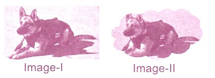 Dog Image